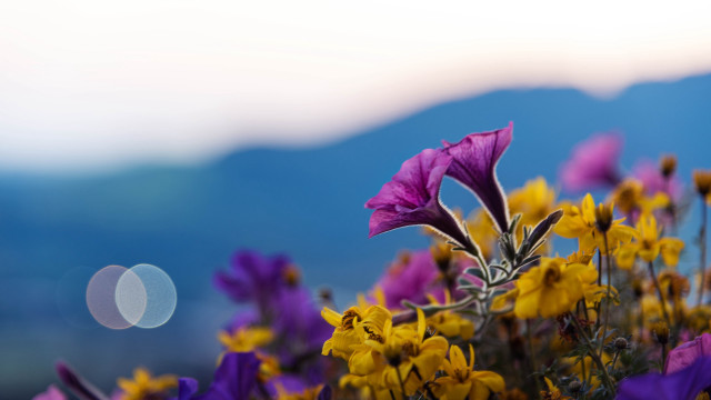 Flowers field macro blur sunflower free wallpaper for desktop - medium preview image
