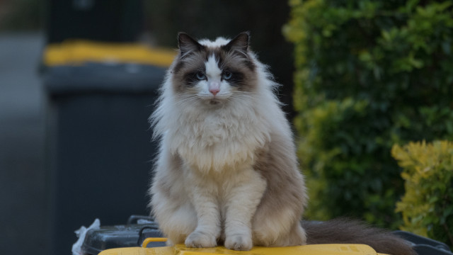 Cat yellow vehicle parking lot free wallpaper for desktop - medium preview image