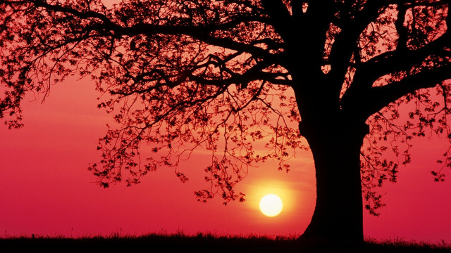 Sunset tree red sky clouds free wallpaper for desktop - medium preview image