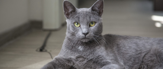 Gray cat green eyes curious free wallpaper for desktop - medium preview image