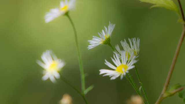 Daisy closeup blurry background macro free wallpaper for desktop - medium preview image