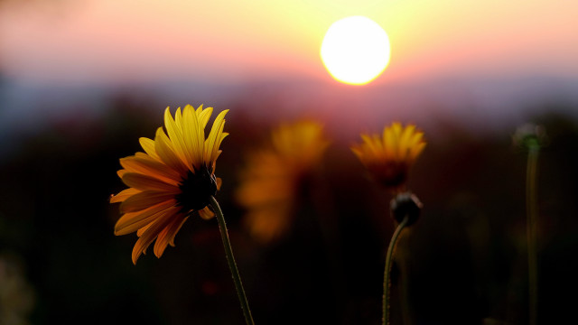 Yellow sunflower field sunset moon free wallpaper for desktop - medium preview image