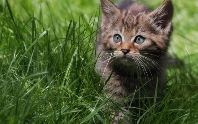 Curious kitten grassy field nature free wallpaper for desktop - medium preview image