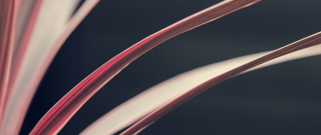 Red stem plant ultrafine detail free wallpaper for desktop - medium preview image