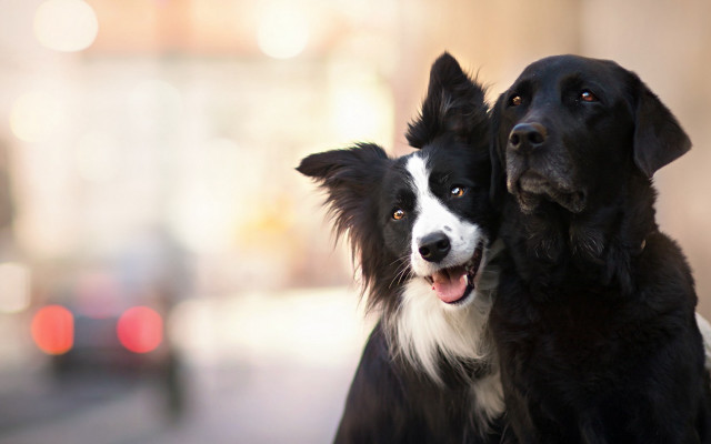 Black white dogs street corner free wallpaper for desktop - medium preview image