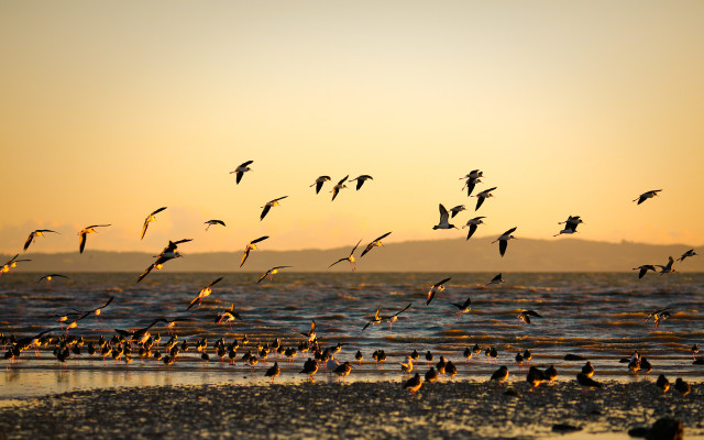 Birds beach sunset flying ocean free wallpaper for desktop - medium preview image