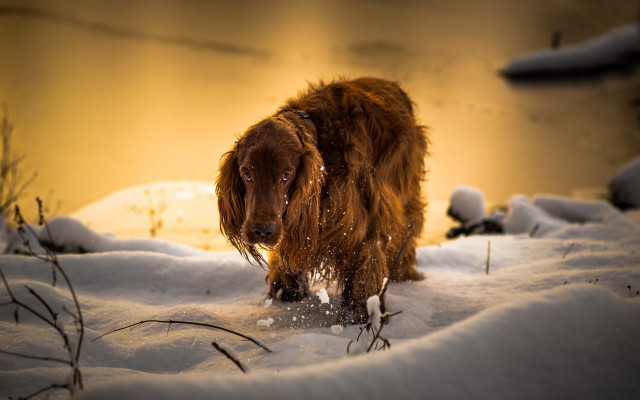 Dog snow evening light blurry free wallpaper for desktop - medium preview image