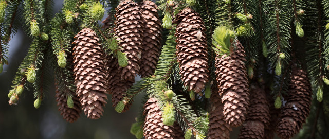 Pine cones branch forest nature free wallpaper for desktop - medium preview image