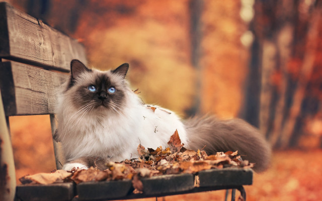 Cat park autumn blurry fire free wallpaper for desktop - medium preview image