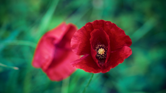 Red flower macro bokeh nature free wallpaper for desktop - medium preview image