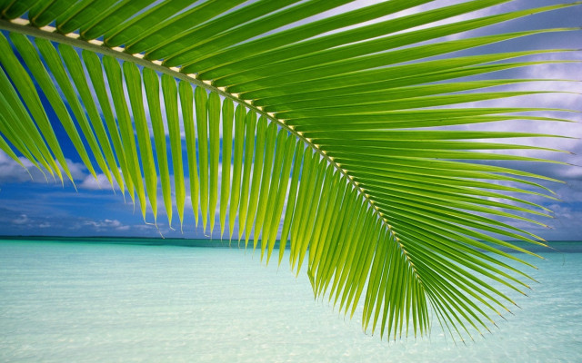 Palm leaf tropical beach blue free wallpaper for desktop - medium preview image
