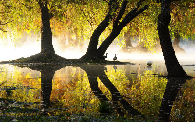 Ducks island autumn leaves magic free wallpaper for desktop - medium preview image