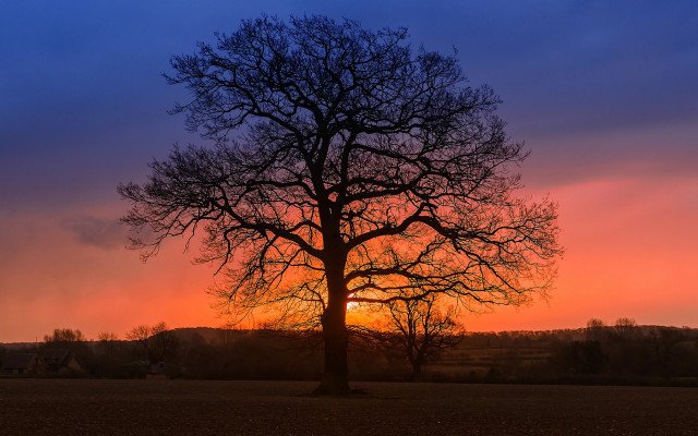 Tree sunset autumn leaves mountain free wallpaper for desktop - medium preview image