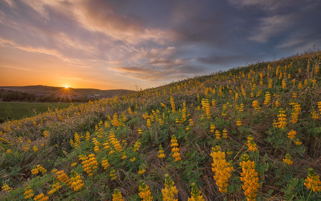 Sunset field yellow flowers clouds free wallpaper for desktop - medium preview image