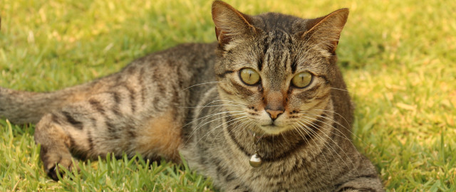 Sad cat in grass carlos #2 free wallpaper for desktop - medium preview image