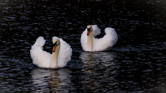 Swans rococo puzzle animal photography free wallpaper for desktop - medium preview image