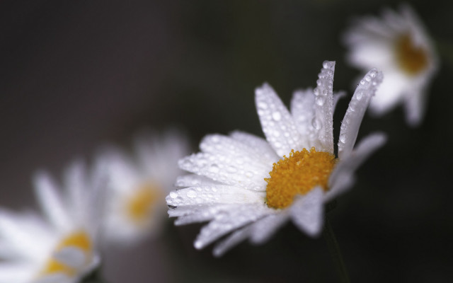 Daisy water droplets macro yellow free wallpaper for desktop - medium preview image