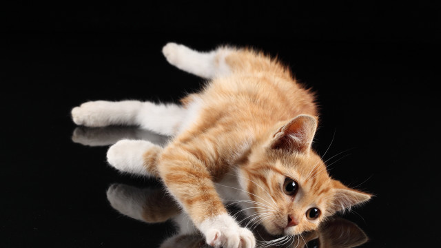 Kitten playing with toy reflection free wallpaper for desktop - medium preview image