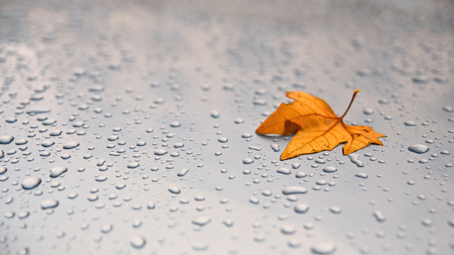 Single leaf on wet surface free wallpaper for desktop - medium preview image