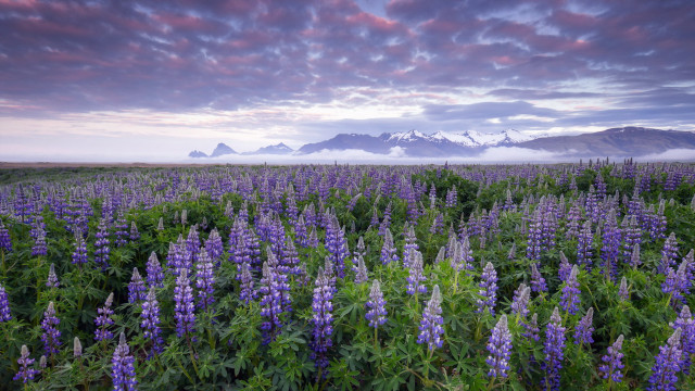Purple flower mountains sunset clouds free wallpaper for desktop - medium preview image