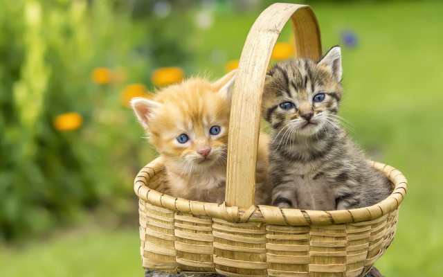 Kittens basket outdoor grass blurry free wallpaper for desktop - medium preview image
