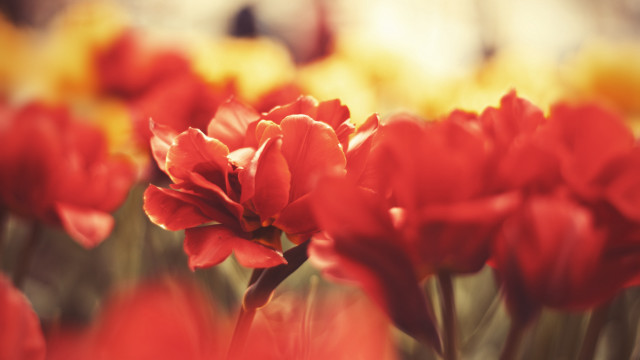 Red flower yellow background macro free wallpaper for desktop - medium preview image