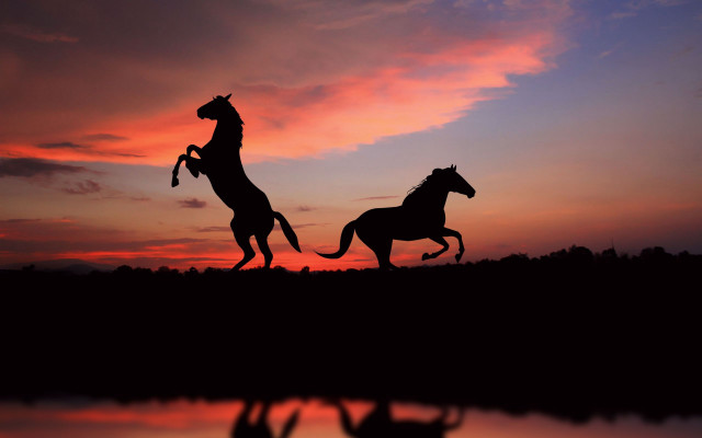 Horses running sunset water trees #2 free wallpaper for desktop - medium preview image