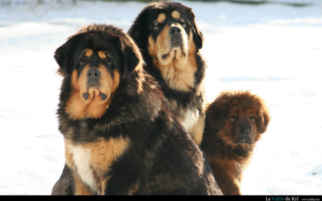 Three dogs standing in the free wallpaper for desktop - medium preview image