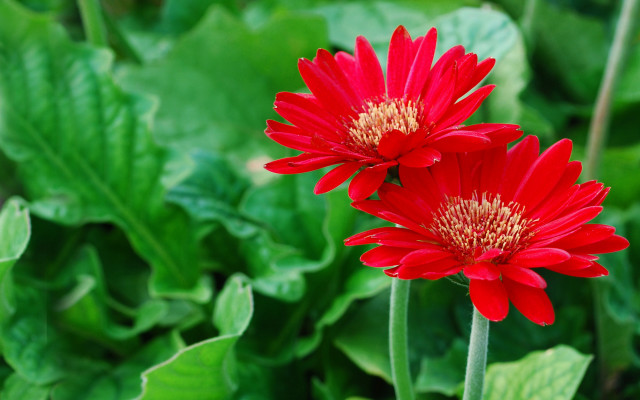 Red flower bug macro bokeh free wallpaper for desktop - medium preview image