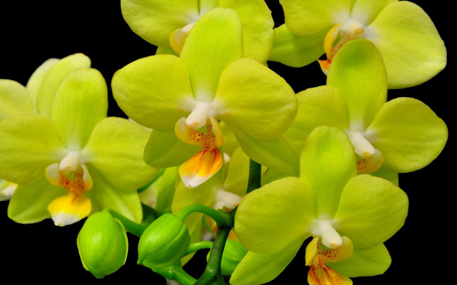 Green flowers yellow white blurry free wallpaper for desktop - medium preview image
