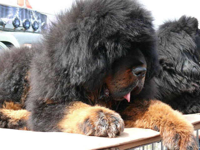 Black dog wooden table truck free wallpaper for desktop - medium preview image