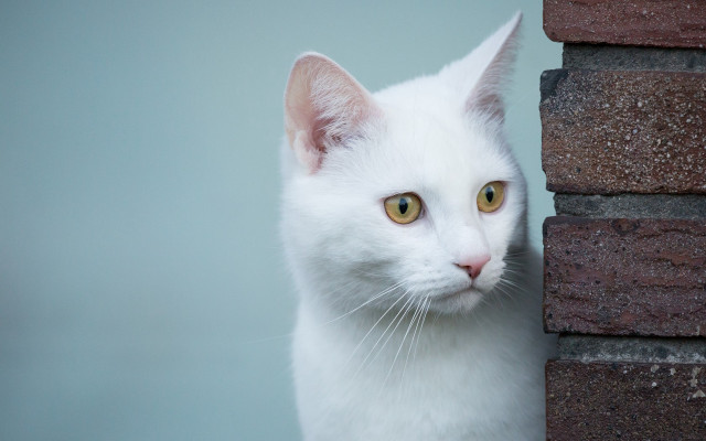 White cat yellow eyes behind free wallpaper for desktop - medium preview image