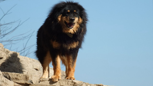 Dog standing rock ledge mouth free wallpaper for desktop - medium preview image