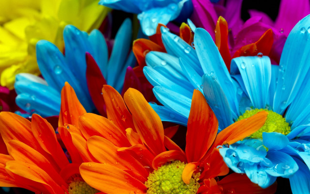 Colorful flower water droplets macro free wallpaper for desktop - medium preview image