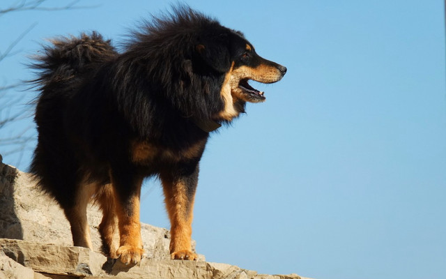 Dog longhair heroic posed rock free wallpaper for desktop - medium preview image