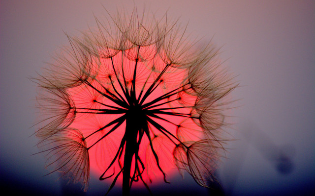 Dandelion red background silhouette macro free wallpaper for desktop - medium preview image