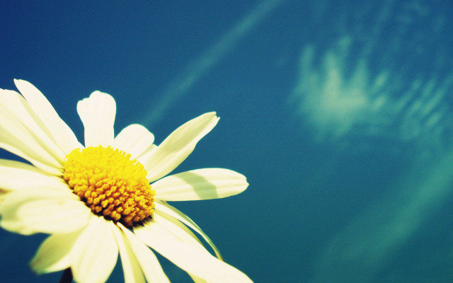 Flower sky cloud sunbeam macro free wallpaper for desktop - medium preview image