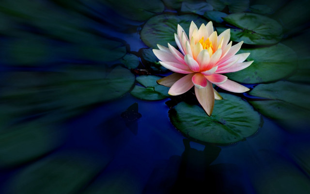 Pink yellow water lily pond free wallpaper for desktop - medium preview image