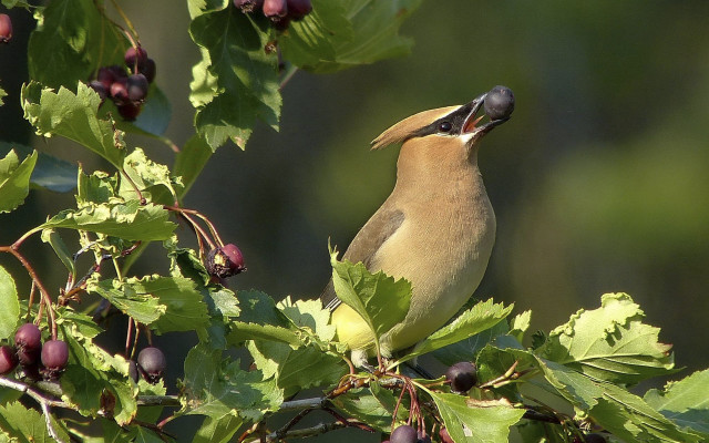 Bird branch berries leaves ecological free wallpaper for desktop - medium preview image