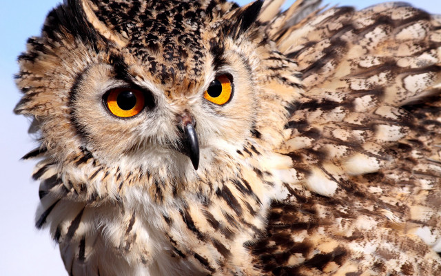 Owl sky yellow eye closeup free wallpaper for desktop - medium preview image