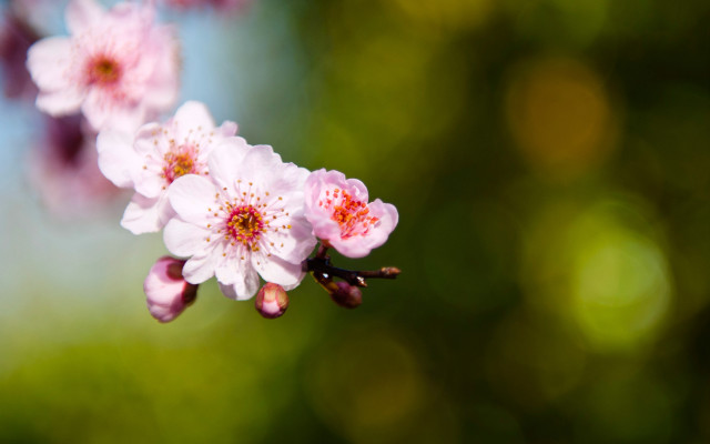 Cherry blossom macro flower shallow free wallpaper for desktop - medium preview image