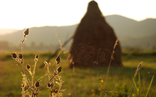 Grassy field rock web land free wallpaper for desktop - medium preview image