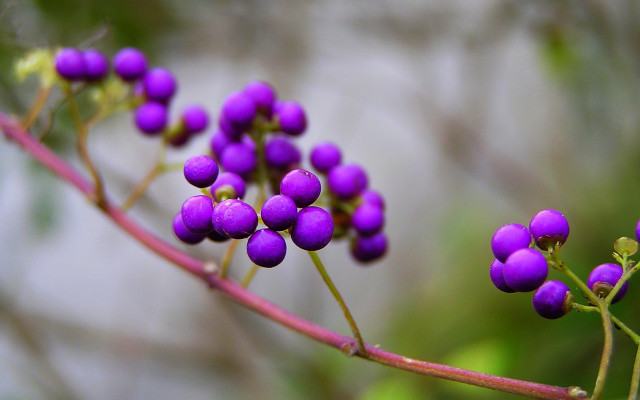 Purple flower plant berries leaves free wallpaper for desktop - medium preview image