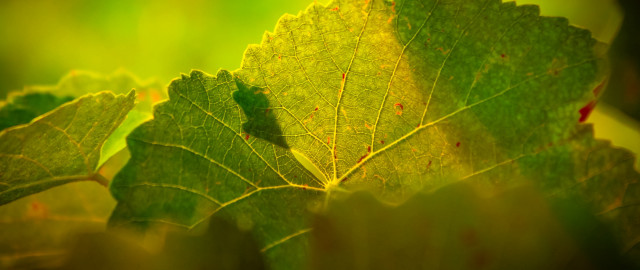 Green leaf bug vines macro free wallpaper for desktop - medium preview image