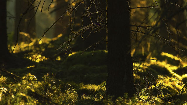 Forest sunset autumn leaves campfire free wallpaper for desktop - medium preview image