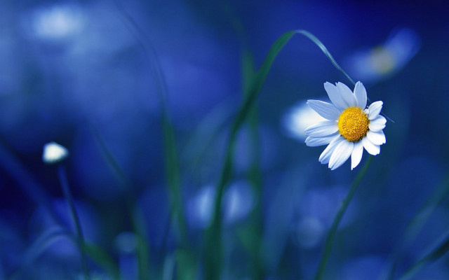 Daisy bluefield yellowcenter macro outdoors free wallpaper for desktop - medium preview image