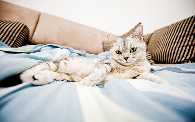 Cat bed blue blanket pillows free wallpaper for desktop - medium preview image