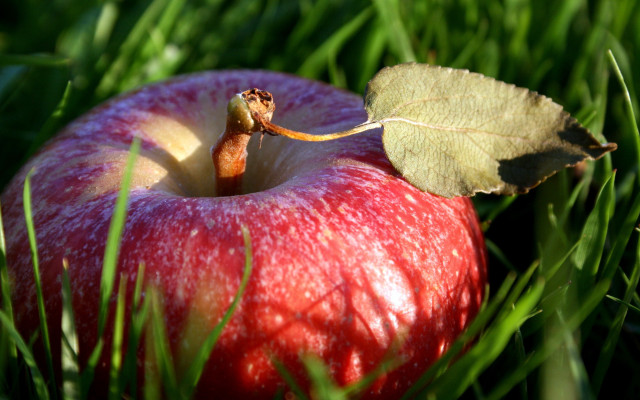 Red apple in grass leaf free wallpaper for desktop - medium preview image