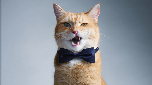 Surprised cat blue bowtie american free wallpaper for desktop - medium preview image