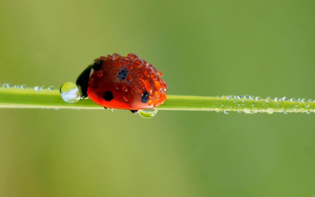 Ladybug green leaf water droplets #11 free wallpaper for desktop - medium preview image
